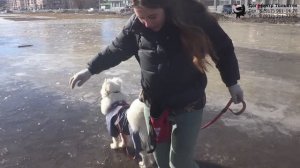 Дружкова Юлия и самоед Чандра. Занятие по дрессировке (УГС)^ подготовка к сдаче испытаний. Тольятти.