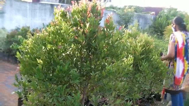 Syzygium australe plant or Christina tree смотреть онлайн