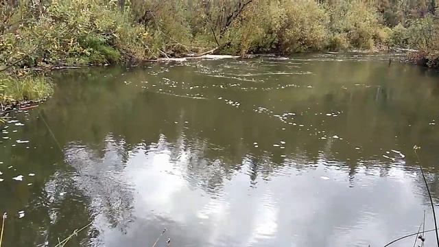 РЫБАЛКА НА ХАРИУСА В СИБИРИ. ОХОТА НА РЯБЧИКА С МАНКОМ ОСЕНЬЮ. НАБРАЛИ БЕЛЫХ ГРИБОВ. смотреть онлайн