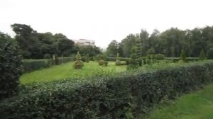 Бирючина в дизайне, топиарии из бирючины! Стрижем умело!!!