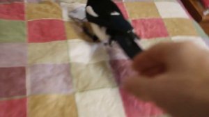 Вайн "ПОЛТИШОК". Домашняя сорока Винч.