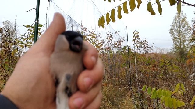 Ловля певчих птиц 2020. Снегири и редкая птица стрекозел.) смотреть онлайн