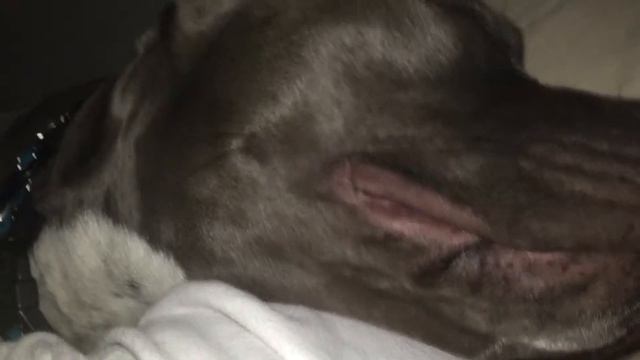 Snoring pit bull смотреть онлайн