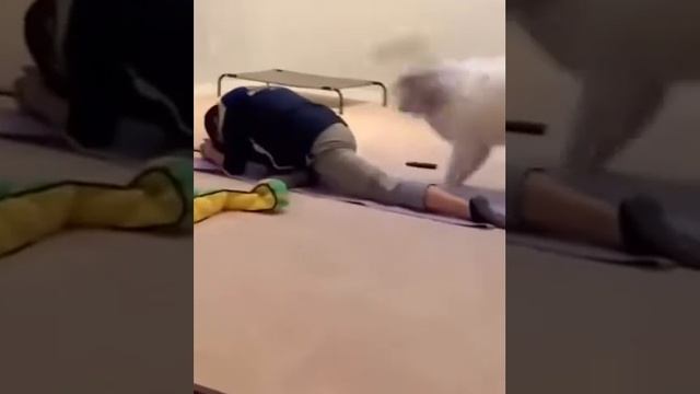 Тренируйся усерднее, кожаный мешок!