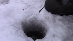 Ловля окуня зимой на мормышку. Зимняя рыбалка в Сибири. Беловское водохранилище, Поморцево.