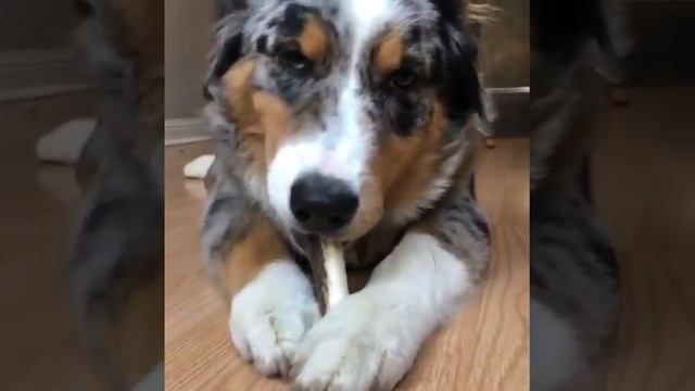 Аусси с любимым оленьим рогом.