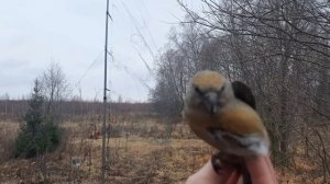 ловля птиц на путанку, щуры, клест???