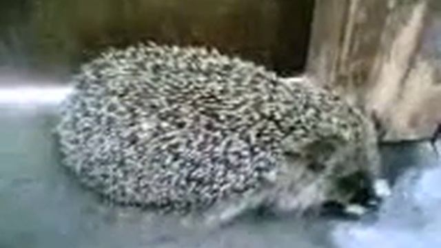 Нашли ежика накормили, напоили!) смотреть онлайн