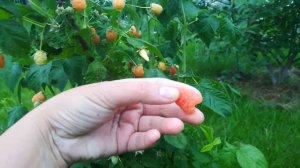 Малина 2020. Сорта Беглянка, Бригантина, Оранжевое чудо, Журавлик. 2 года спустя после посадки.