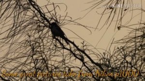 Nikon Coolpix P1000 3000mm super telephoto lens Camera