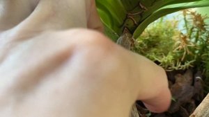 Ринхостилис гигантея реанимация