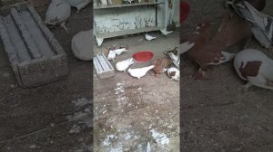 Голуби челябинской области Еткульский район