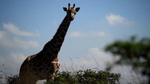 Релакс фильм о животных Австралии |Звуки животных|-крокодил, богомол, леопард, лев и другие