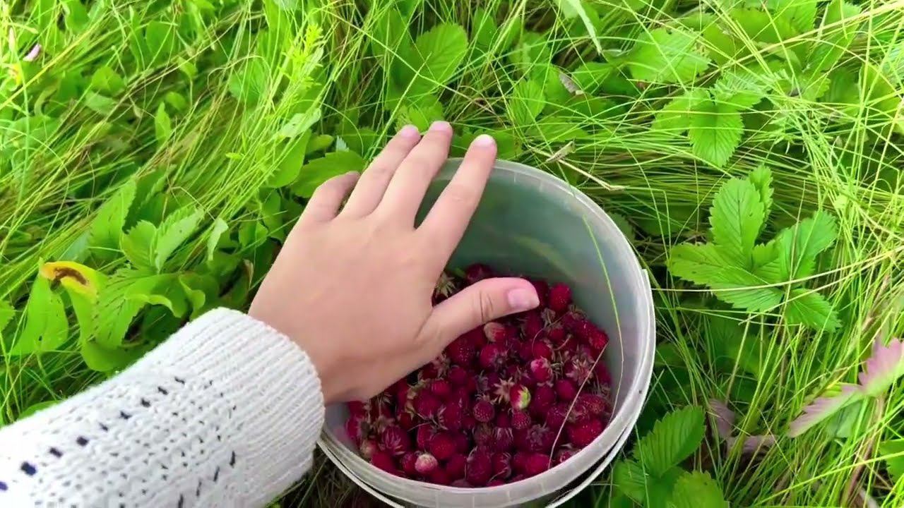 (Эксперимент!) Делаем пищу живой, наполнение здоровьем, любовью. смотреть онлайн