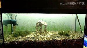 Борьба с черной бородой и бурыми водорослями в аквариуме/Fighting black beard and kelp in an aquari