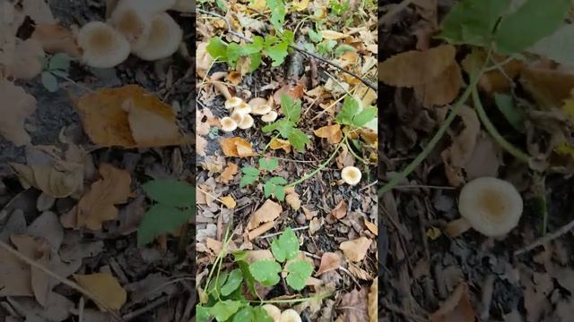 Пенек с грибами. смотреть онлайн