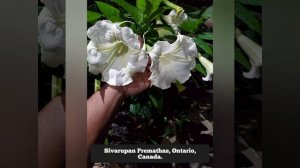 Brugmansia and Datura! A collection of BEAUTIFUL photos of ANGELS TRUMPETS from around the world!