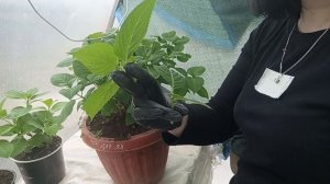 Черенкование крупнолистной гортензии.