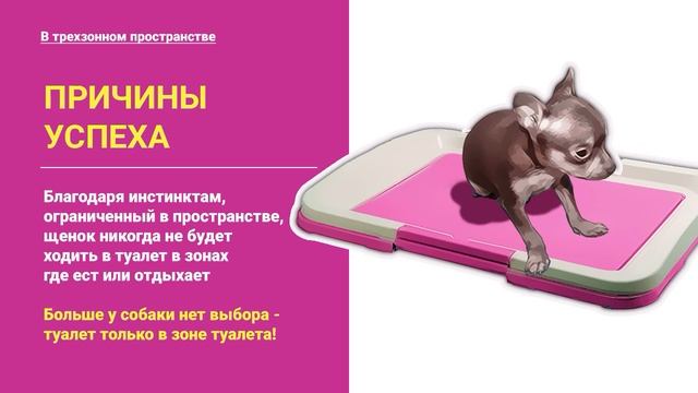 Будни собаки / ПРИУЧИТЬ ЩЕНКА К ЛОТКУ ЛЕГКО и БЫСТРО смотреть онлайн