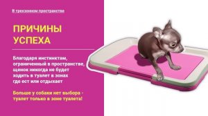 Будни собаки / ПРИУЧИТЬ ЩЕНКА К ЛОТКУ ЛЕГКО и БЫСТРО