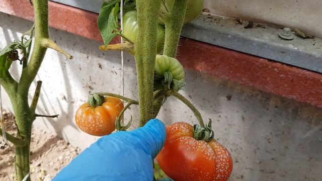 Томат Марманде 30.07.22 смотреть онлайн