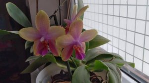 Storczyk Phalaenopsis Liodoro fragrance pachnący kwiat