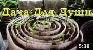 Любимые БАРХАТЦЫ: варианты посева на рассаду!???