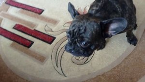 В эфире - куриные шейки?! были?