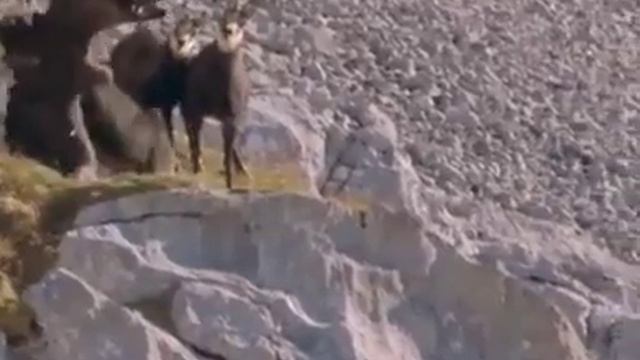 Горный Арел Опасный