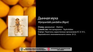 Дынная муха (Myiopardalis pardalina (Bigot))