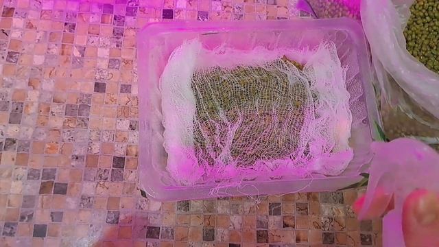 Ростки  маша  как вырастить?