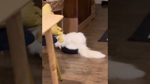 Забавные животинки