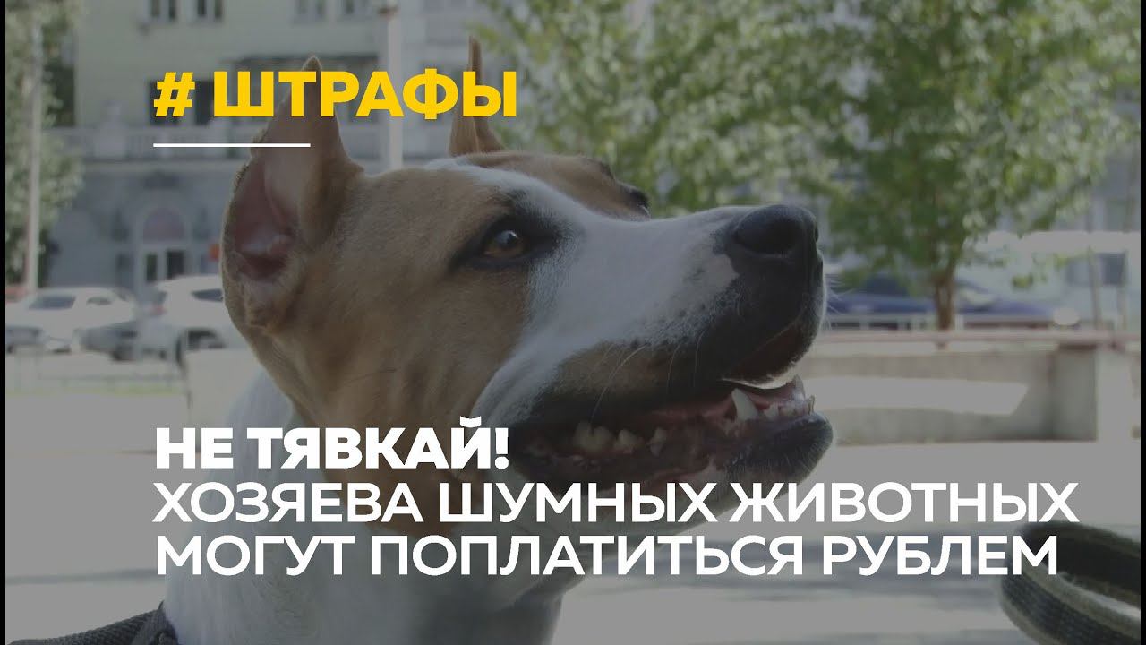 Почему за лай собак расстреливали их хозяев