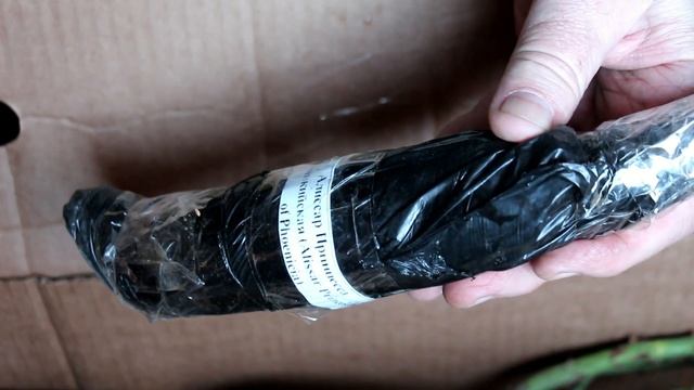 Если саженцы вы приобрели зимой, или как сохранить саженцы до посадки