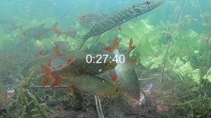 10 интересных факта о краснопёрке!!! Реакция рыбы на прикормку. Подводные съёмки.