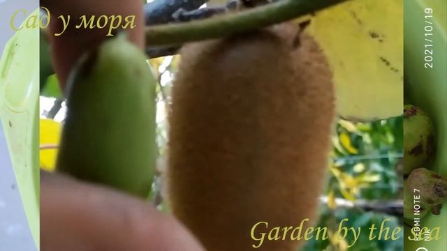 Актинидия (Actinidia) смотреть онлайн