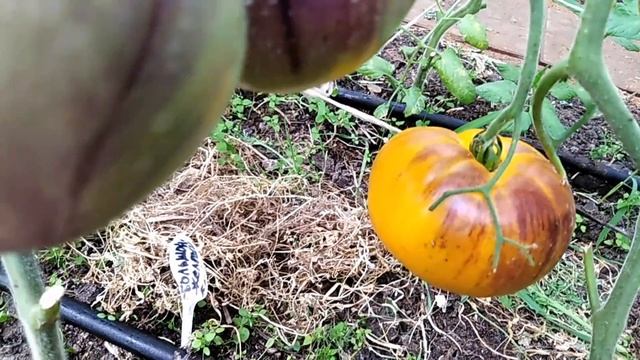 Томат Большой желтый Блюз смотреть онлайн