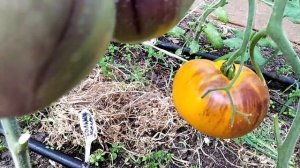 Томат Большой желтый Блюз