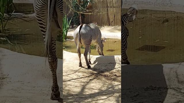 zebras #lazoo