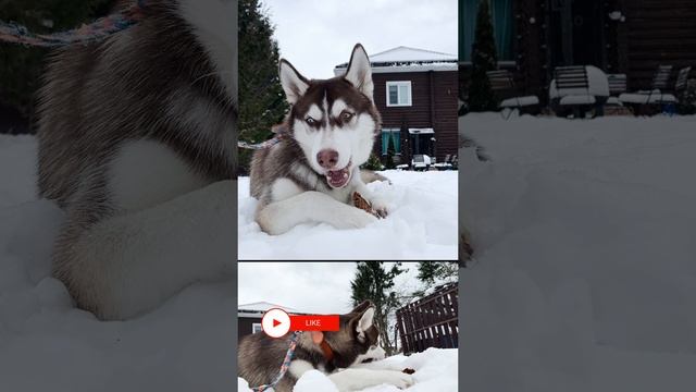 Юный Хаски #shorts #rutube #husky #хаски