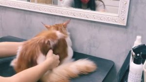 #мейнкун#грумингмейнкуна