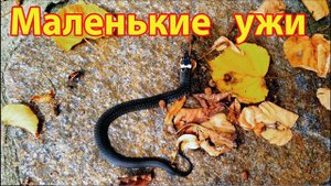 Маленькие ужи вышли на свет Little snakes are born