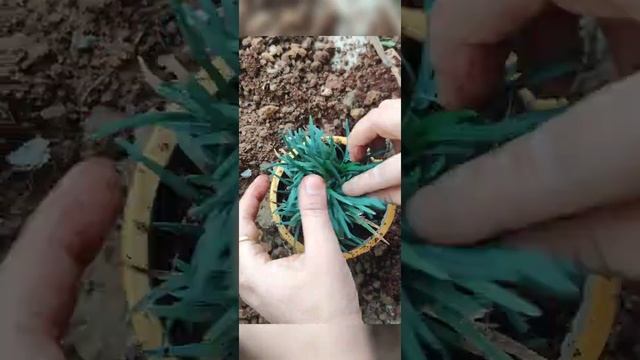 How to grow and care MONDO GRASS//Ophiopogon propagation