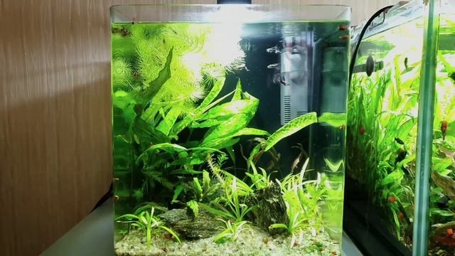 Очень простой и красивый аквариум без химии и CO2. На примере моего кубика на 30 литров. смотреть онлайн