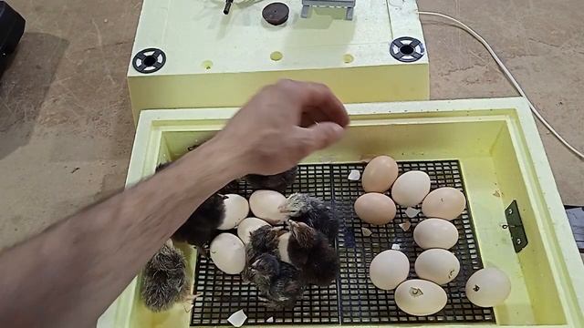Вывод цыплят с помощью инкубатора Золушка
