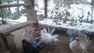 Голуби Павлины Индийские . Всё о голубях.