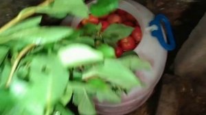 КАК ВЫРАСТИТЬ ХОРОШУЮ РАССАДУ ПОМИДОР И ПЕРЦА.