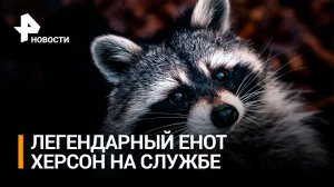 Енот по имени Херсон вернулся в зону СВО: как живет талисман российских солдат / РЕН Новости