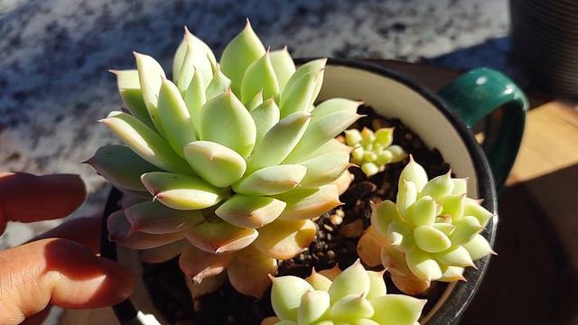FELIZ AÑO NUEVO🤗y empezar con 5 suculentas de colección raras E.akaihosi 🌵 ubelmania pectinifera🤩 смотреть онлайн