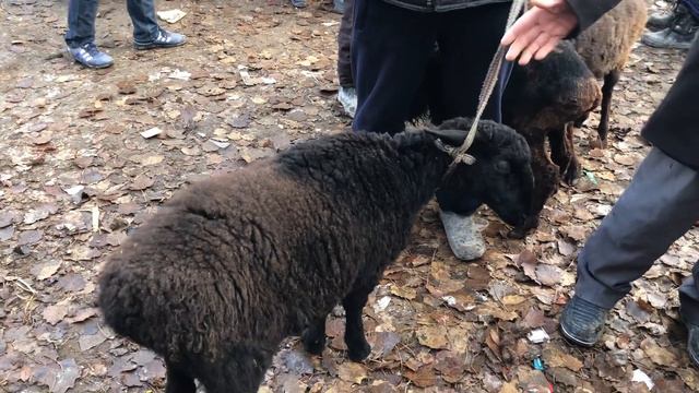 DORMANCHA MOL VA QOY NARXLARI смотреть онлайн